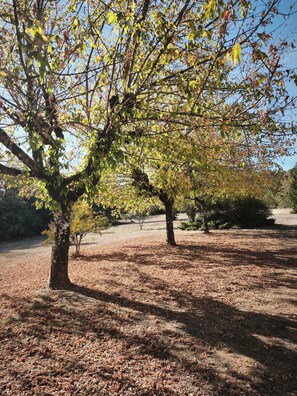 Ein Park mit Bäumen und blauem Himmel.