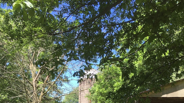 A backyard with a tall silo, a wooden fence, and a tree. - Quiet home on horse farm, halfway between Paducah & Wickliffe. Close to 60 & 286 (Kevil)