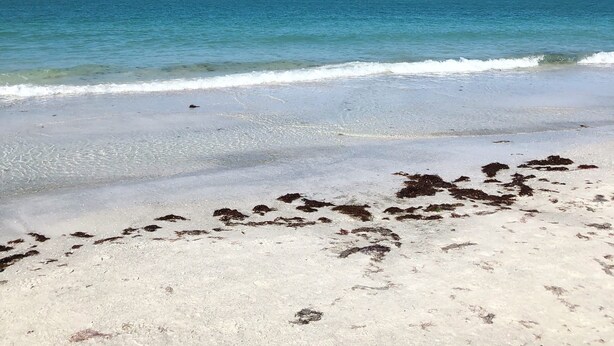 Beach - Siesta Key Dream Inn (Siesta Key)