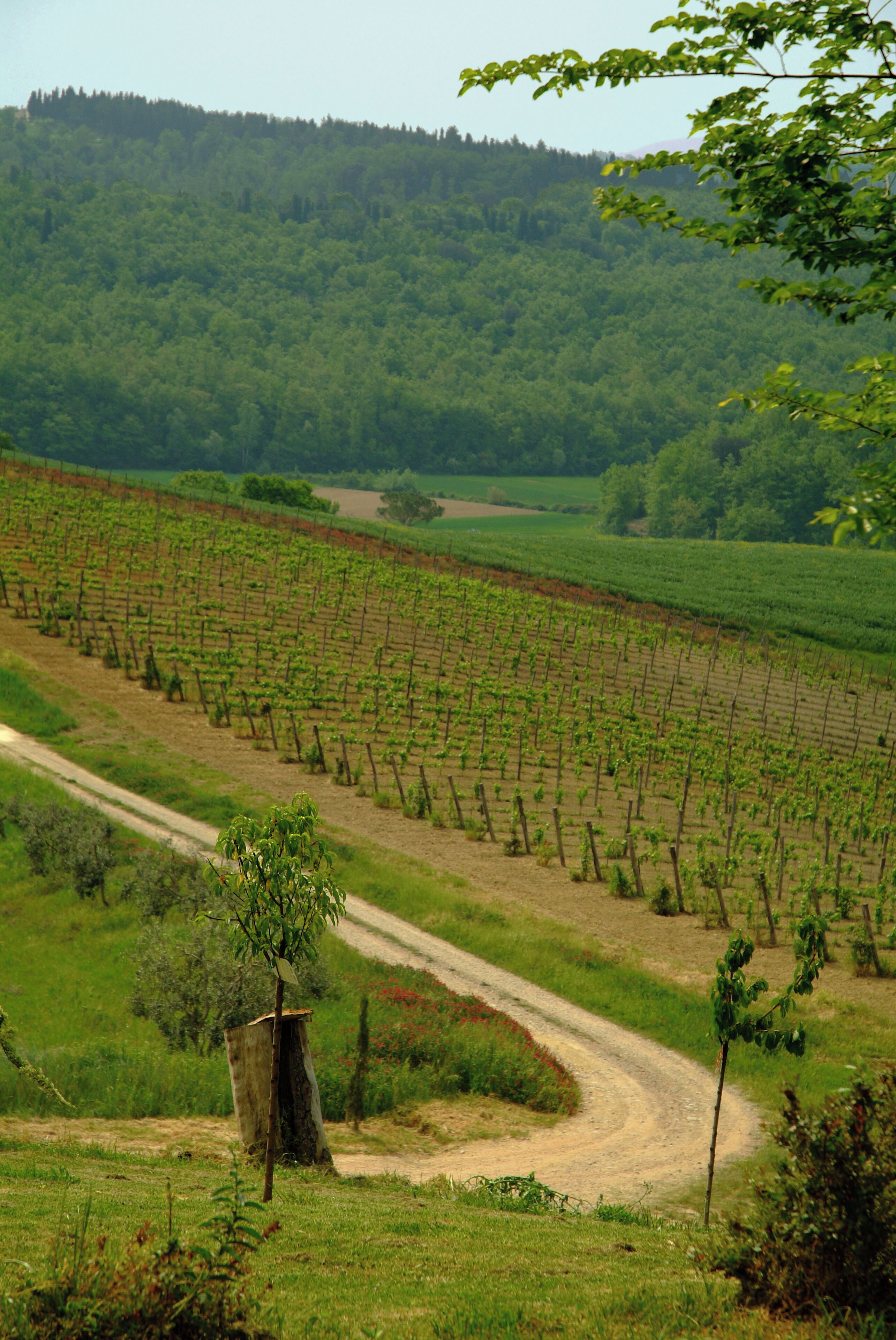 Viñedo con hileras de vides y un sendero de tierra.