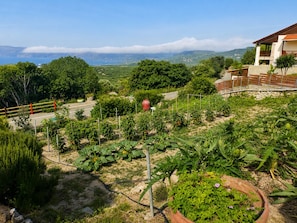 A garden with various plants and a house with a balcony.
