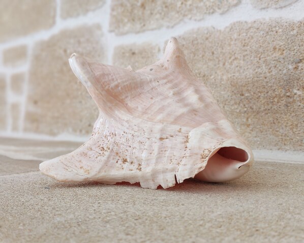 A seashell on a textured surface with a stone wall in the background. - Jacob's cottage Ideal Base for Balos & Elafonisi (Kallergiana)