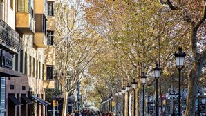 Une rue bordée d’arbres, avec des bâtiments des deux côtés, comprenant un mélange de commerces et de logements.