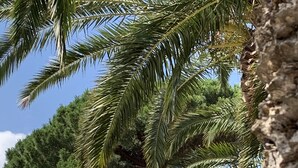 A building with a stone facade, surrounded by lush greenery and palm trees. - Appartement 4 personnes vue mer (Collioure)