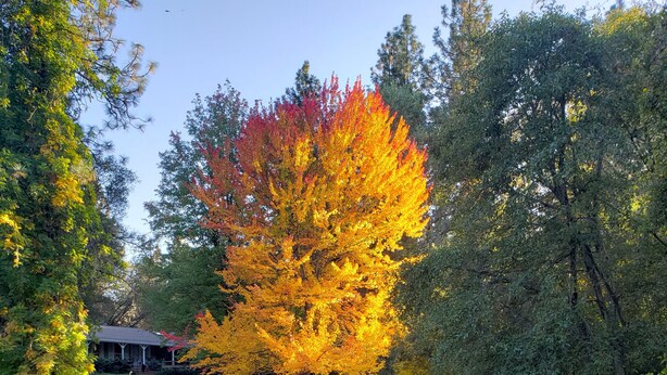 A pond with a tree reflecting in the water, surrounded by greenery and a building in the background. - Hidden Country Gem with Pond | Free Early In & Late Out | Pet Friendly! (Nevada City)