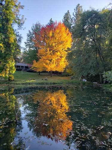 Hidden Country Gem with Pond | Free Early In & Late Out | Pet Friendly!