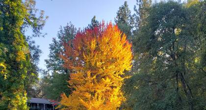 Hidden Country Gem with Pond | Free Early In & Late Out | Pet Friendly!