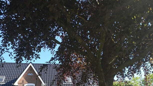 Une maison à deux étages, construite en briques et dotée d’un toit en pente, entourée d’une pelouse bien entretenue et d’un grand arbre.