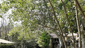 A garden with a lawn, a wooden bench, and a potted plant with flowers. - Charming and quiet cottage (Aix-en-Provence)