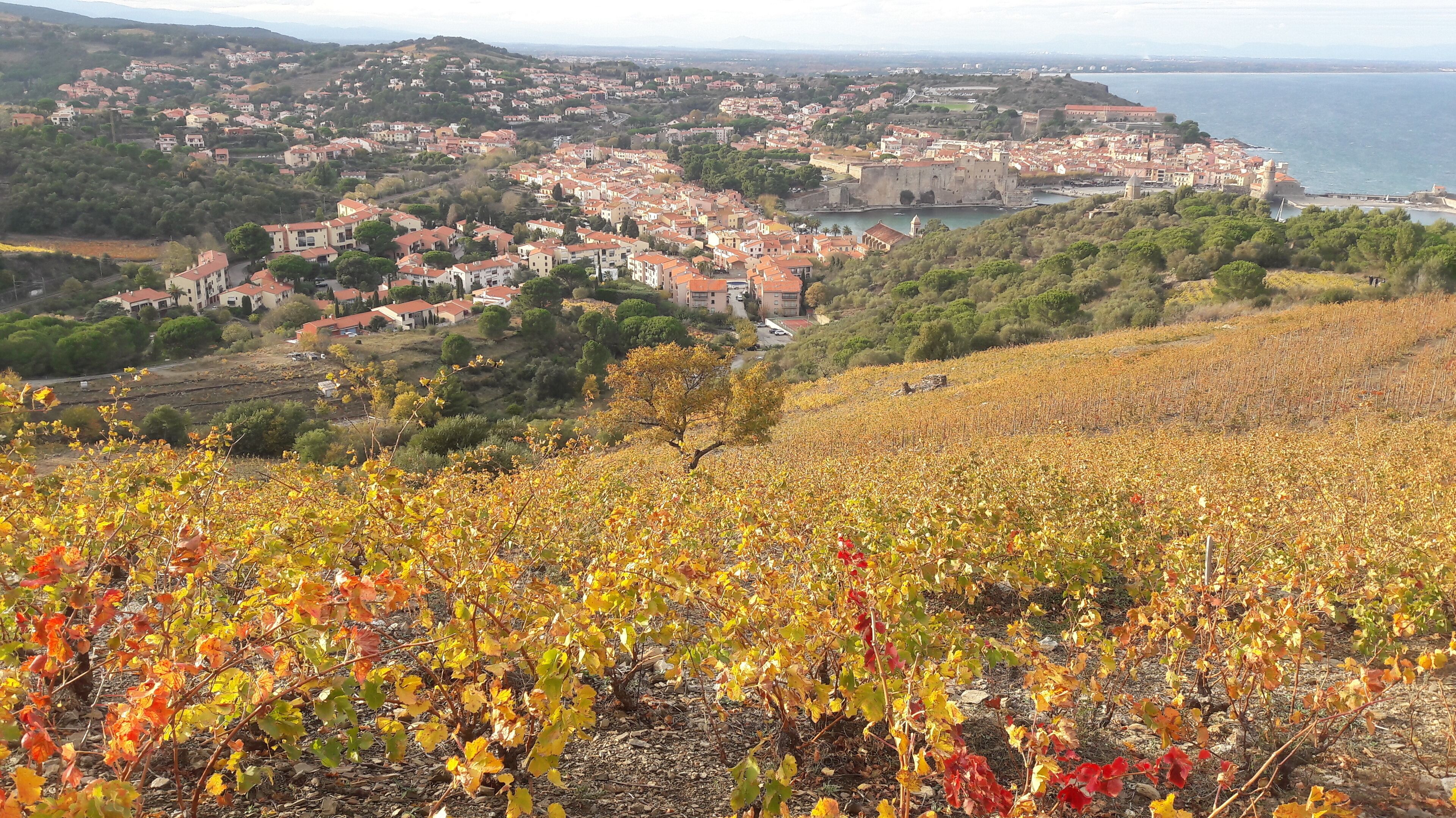 A vineyard with rows of grapevines.