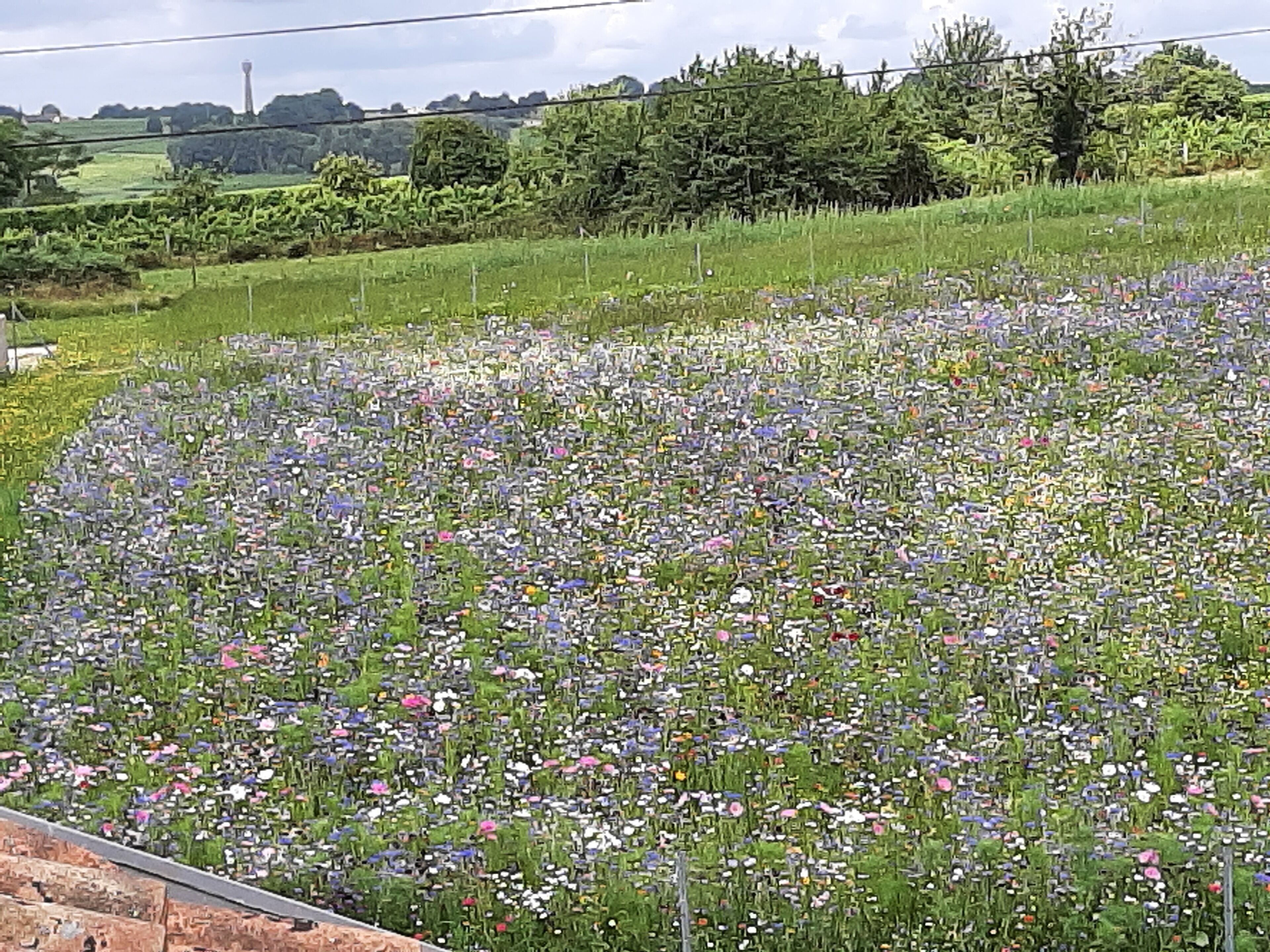 Un champ de fleurs sauvages avec une clôture au premier plan.