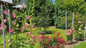 A garden with various flowering plants, a wooden fence, and a house in the background.