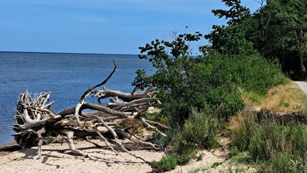 A beach with driftwood and greenery.