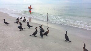 Ein Strand mit Vögeln und einer Person beim Angeln.