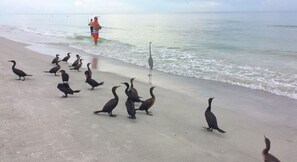 Vlak bij het strand, ligstoelen aan het strand, strandlakens