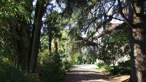 A dirt path surrounded by dense trees and greenery. - Elegant house inside our period villa surrounded by centuries-old park (Marche)