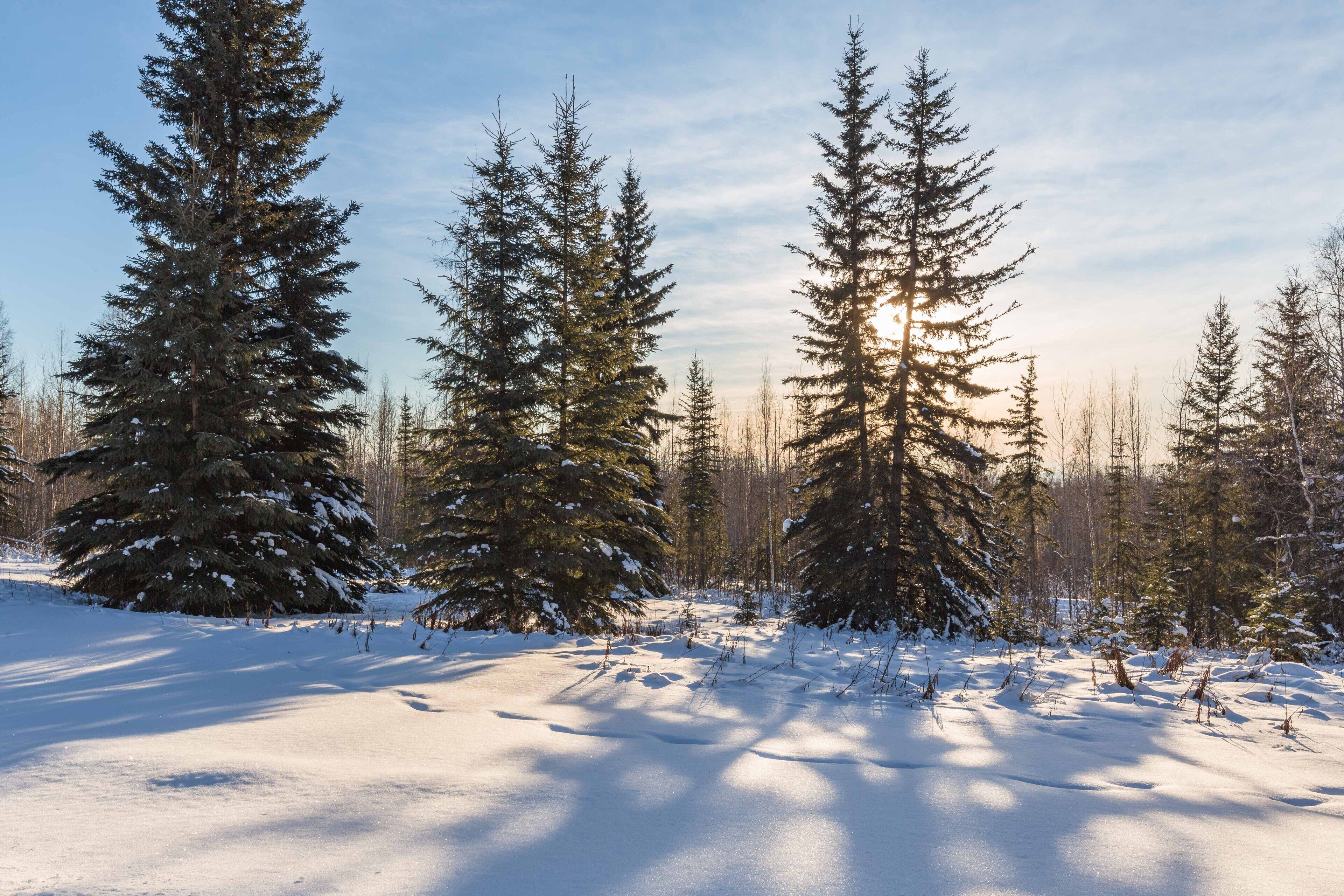 Uma floresta nevada com árvores perenes altas e um céu limpo.