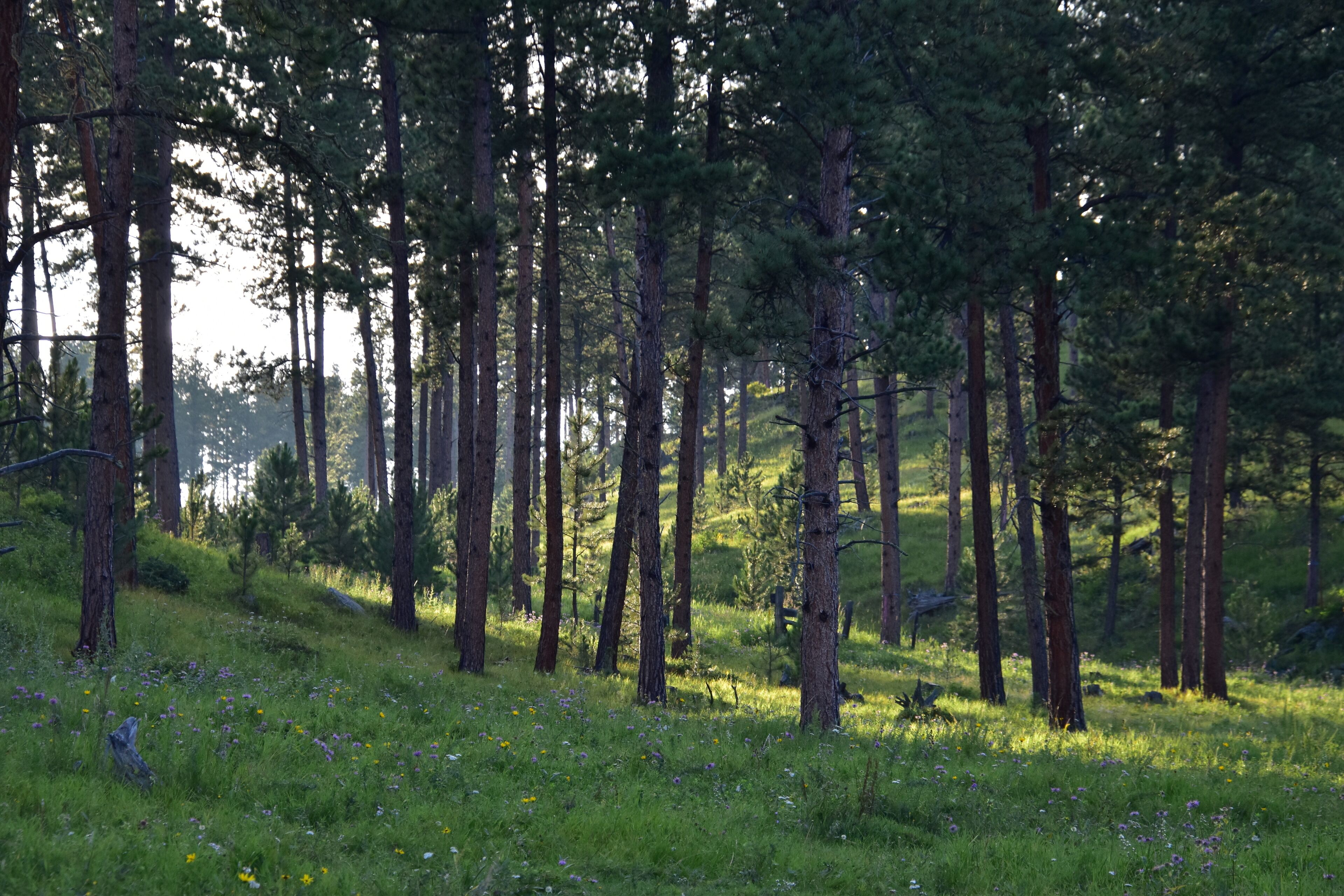 Uma área arborizada com árvores altas e um campo gramado com flores silvestres.