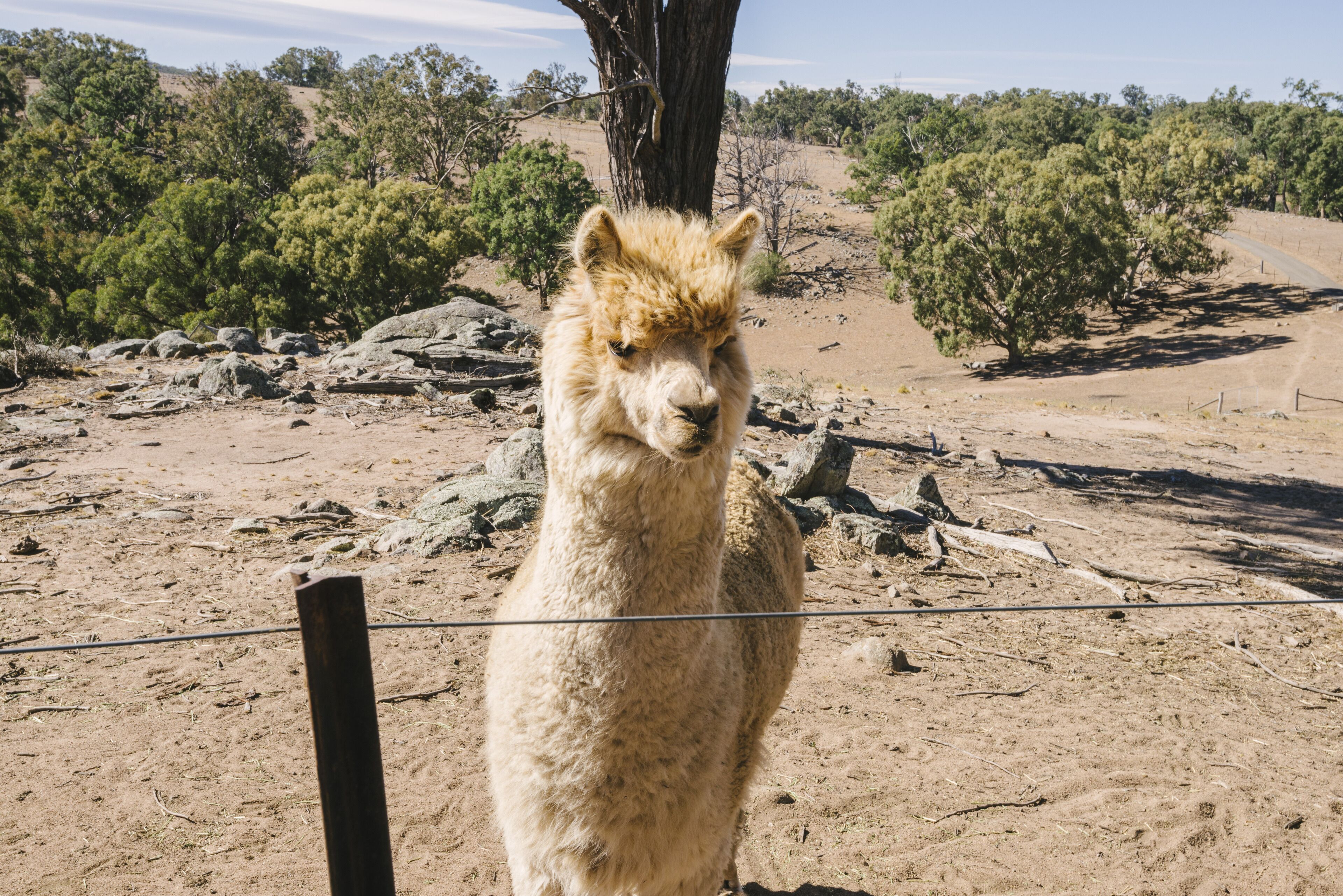 Un lama se tient dans un espace clos, délimité par une clôture, sur un sol en terre, entouré d’une végétation clairsemée et de quelques arbres.
