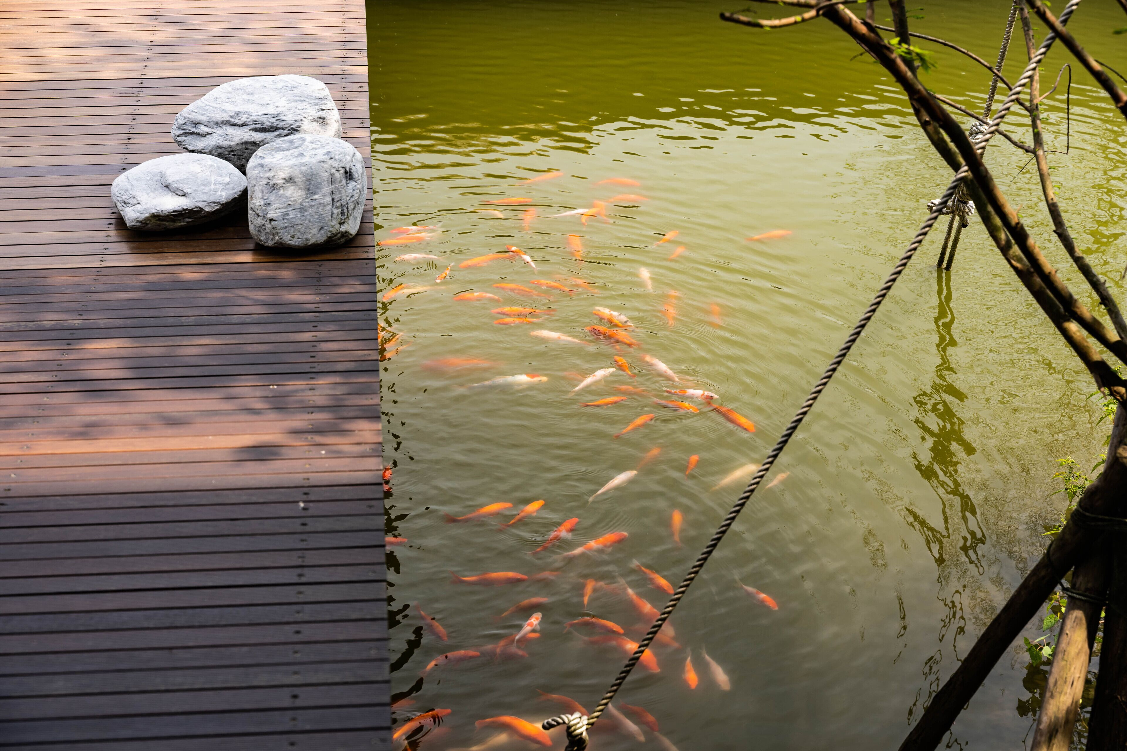 Un muelle de madera con tres rocas grandes y una barandilla de cuerda sobre un estanque con peces koi.