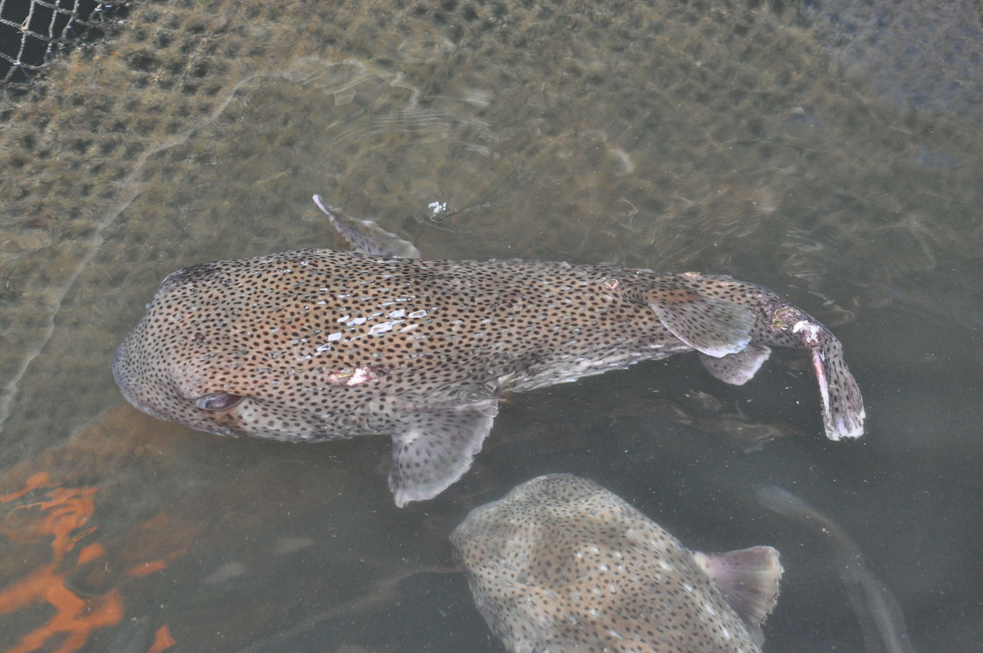 Un poisson dans un filet, ce qui indique une activité de pêche.