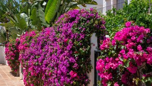 Edifici blanc amb un pati enrajolat i flors de buganvile vibrantment roses.