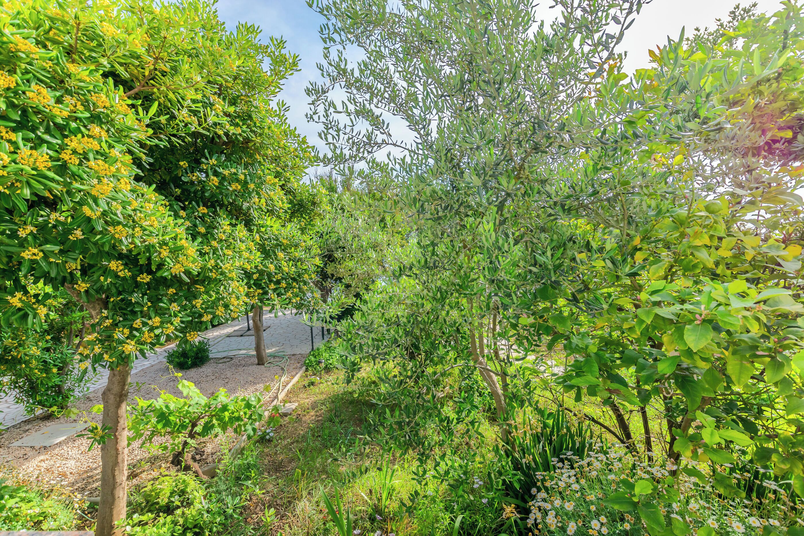 A garden area with various trees and shrubs, a pathway, and a small pond.