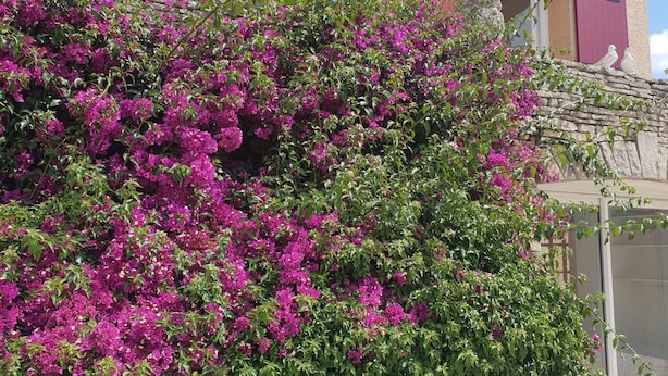 Un bâtiment à l’extérieur recouvert d’enduit, avec des volets rouges et un mur de pierre orné de bougainvilliers roses.