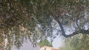 Une piscine entourée de pelouse, avec un arbre au premier plan et un bâtiment en arrière-plan.