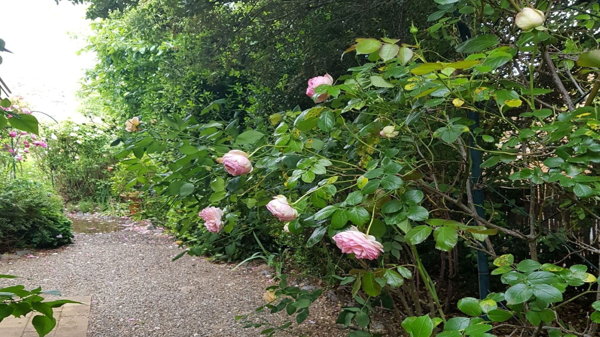 Un jardín con un sendero de grava y rosas rosadas.
