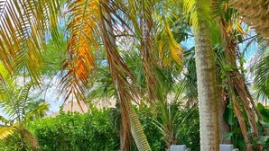 An outdoor seating area with a hammock, lounge chairs, and a sofa with cushions. - PARADIZE FOR EQUESTRIAN LOVERS (Wellington)