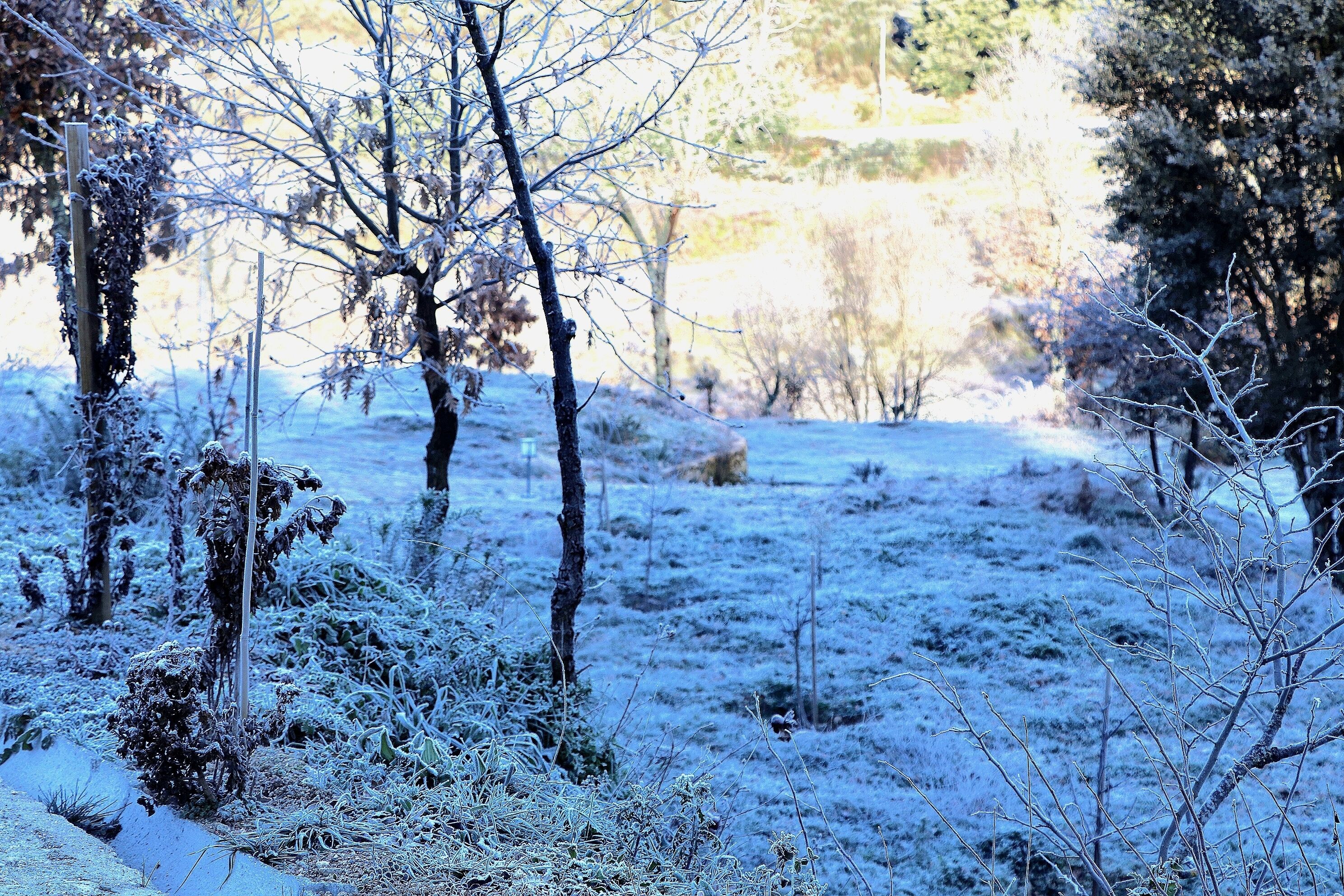 A snowy landscape with bare trees and a clear path.