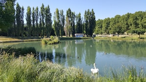 Un estanque tranquilo con cisnes y patos, rodeado de altos árboles y un pequeño edificio al fondo.