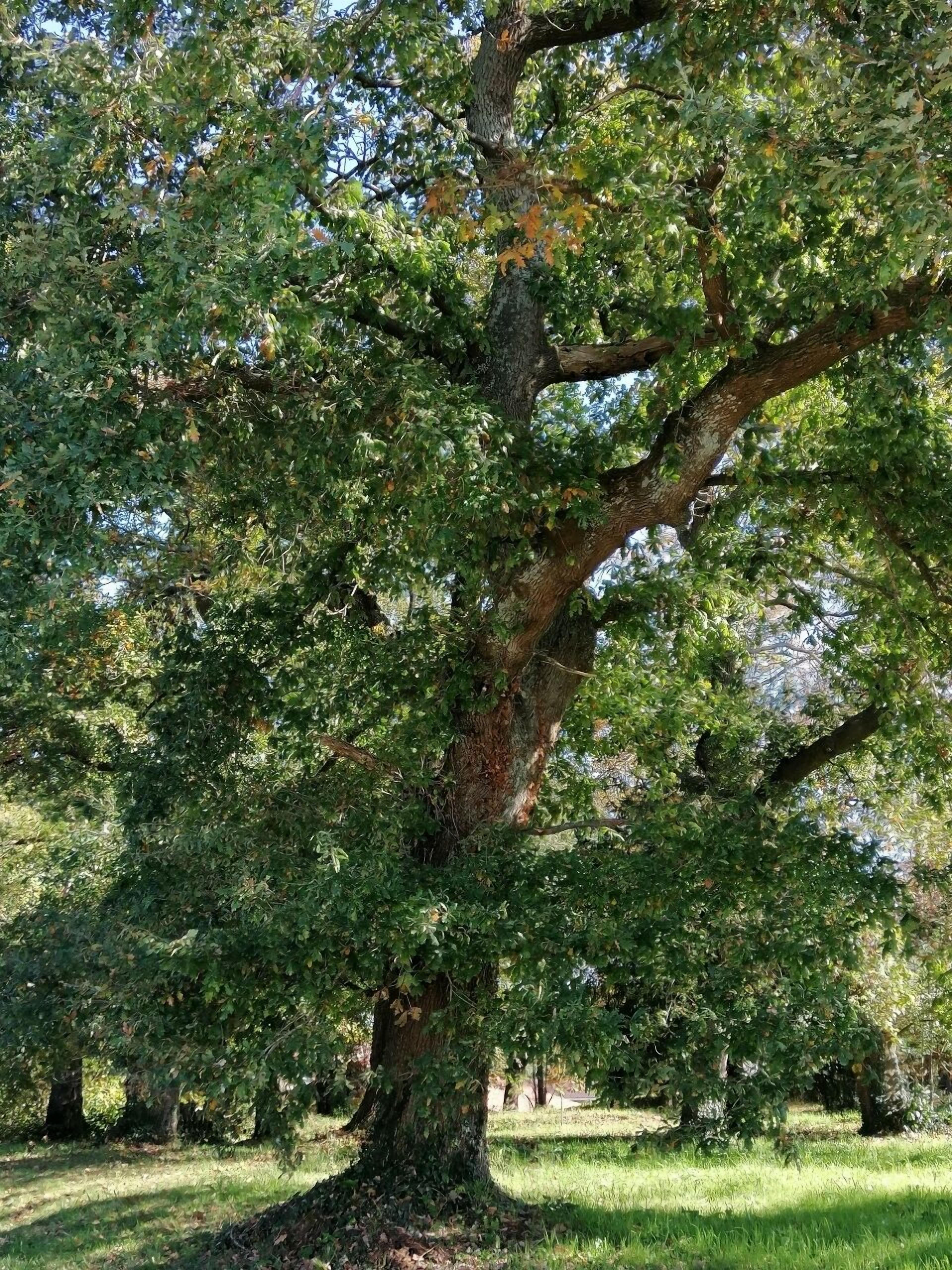 A large tree with a thick trunk and dense foliage in a grassy area.