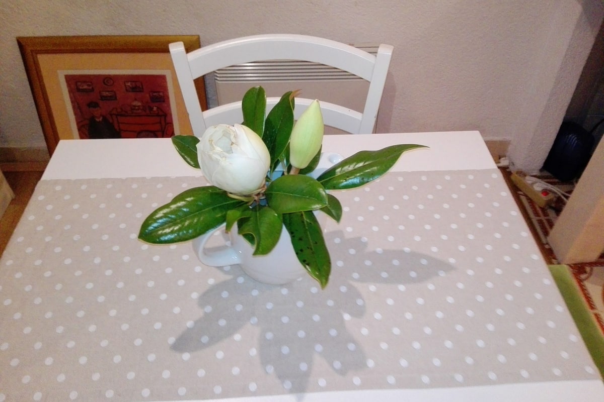 A table with a white tablecloth and a potted plant with green leaves and a white flower.