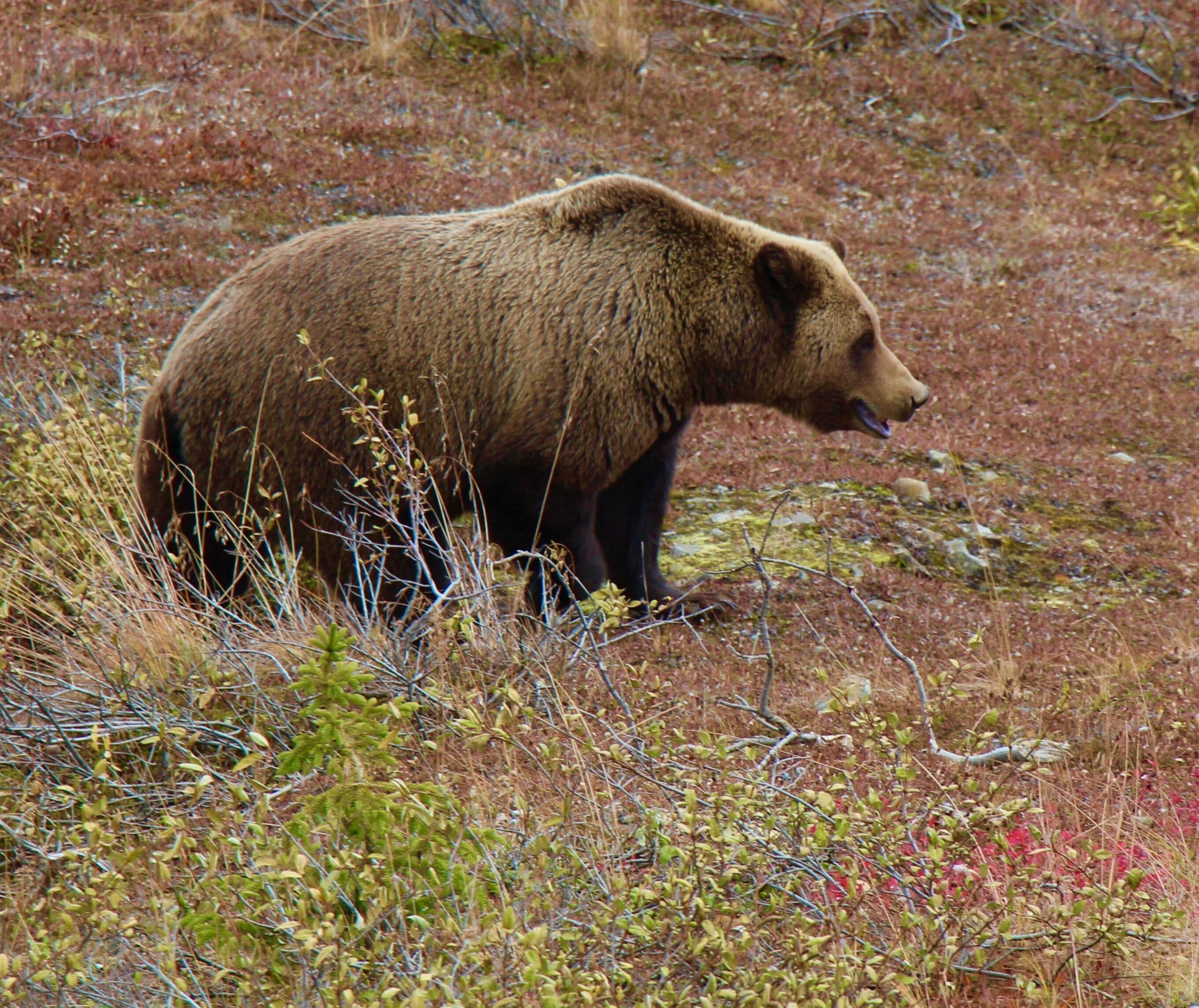 Un ours dans un environnement naturel, caractérisé par une végétation clairsemée et des rochers.