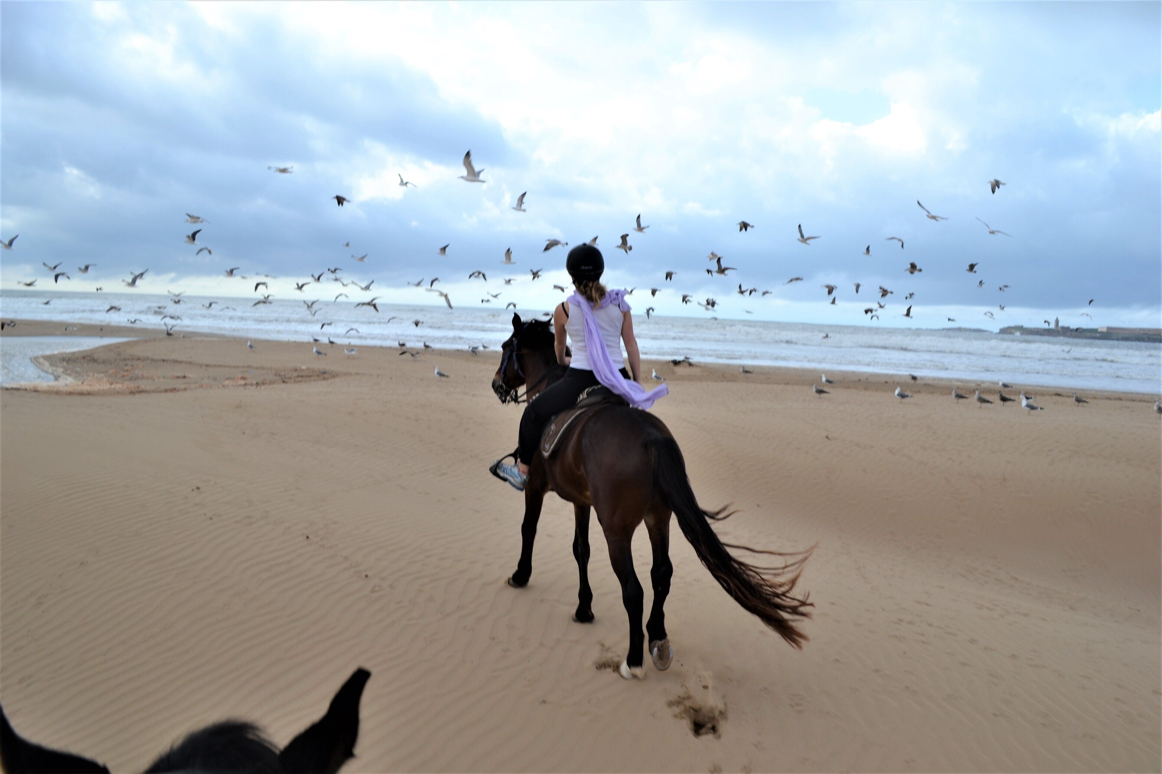 Une personne à cheval sur une plage de sable, avec un groupe d’oiseaux volant dans le ciel.