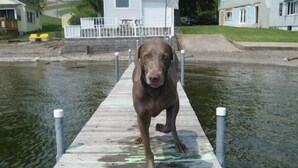Um cão em um cais de madeira que se estende sobre a água.