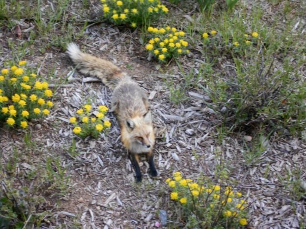 Ein Fuchs in einer natürlichen Umgebung mit gelben Blüten und trockenen Blättern.