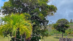 Una calle pavimentada con bordillo, bordeada de árboles y una palmera, que conduce a una zona vallada.