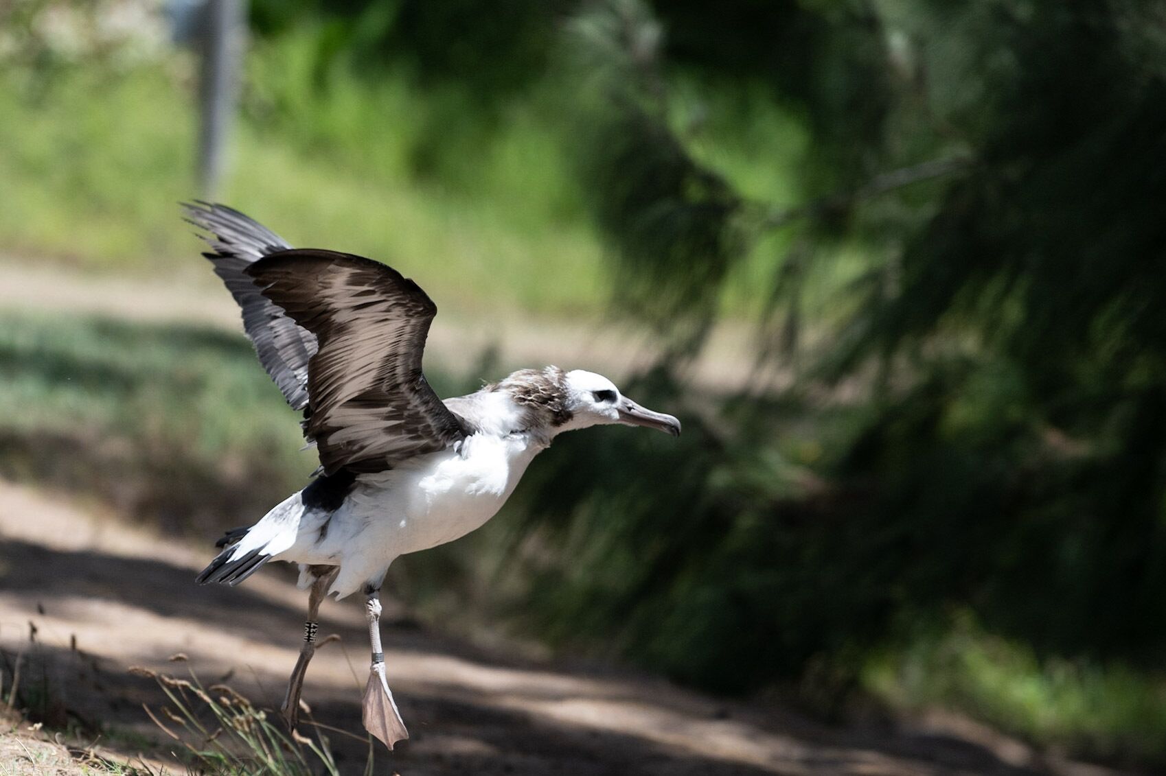 A bird in flight with outstretched wings, captured in a natural setting with greenery in the background.