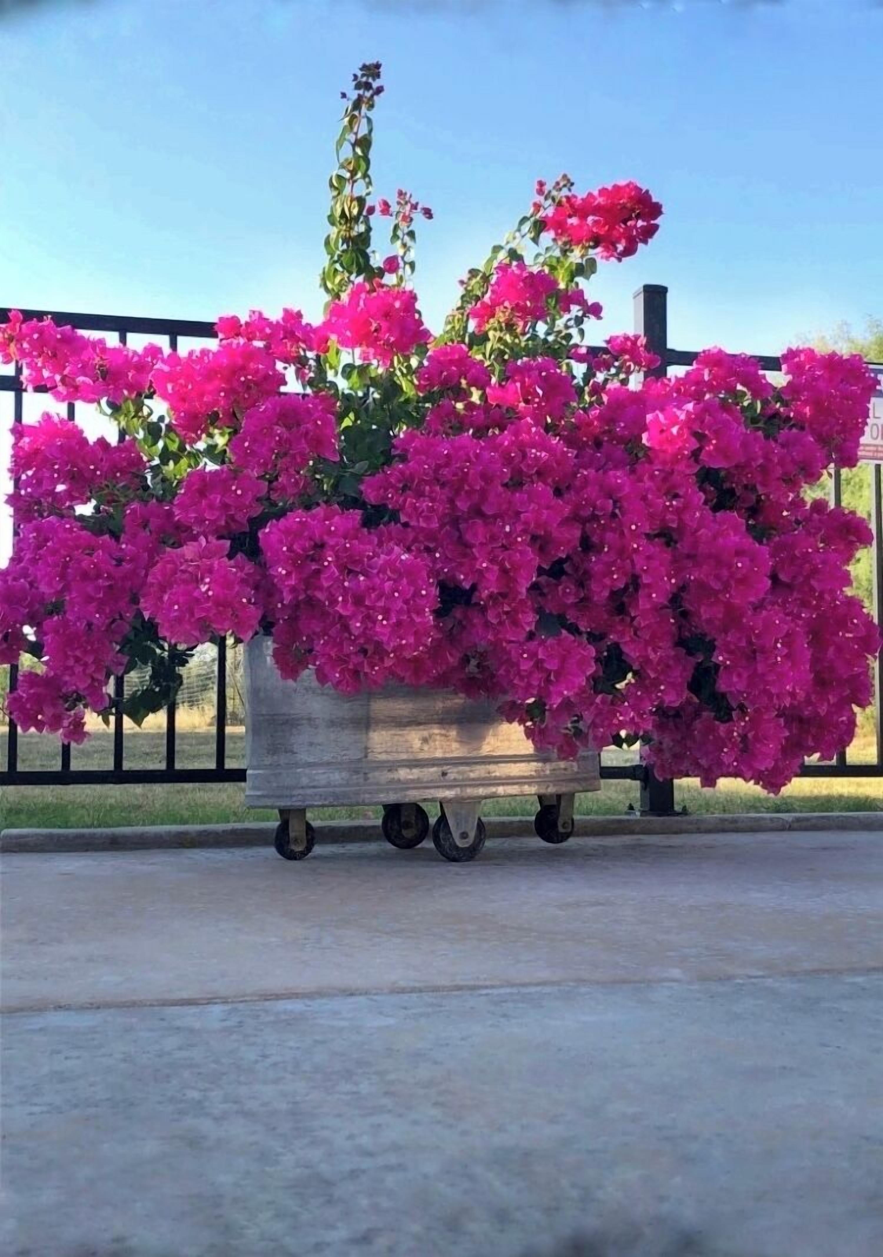 A cart filled with vibrant pink flowers.