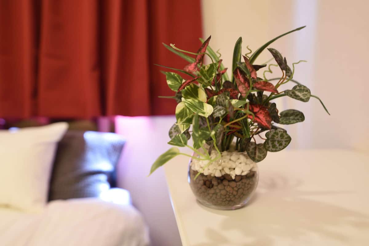 Chambre Simple | Bureau, Wi-Fi gratuit