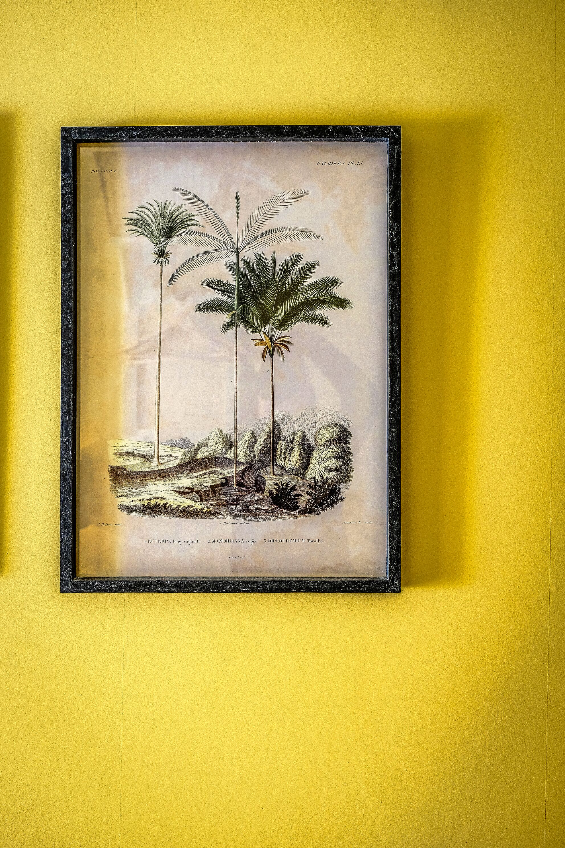 A framed botanical illustration of palm trees on a yellow wall.