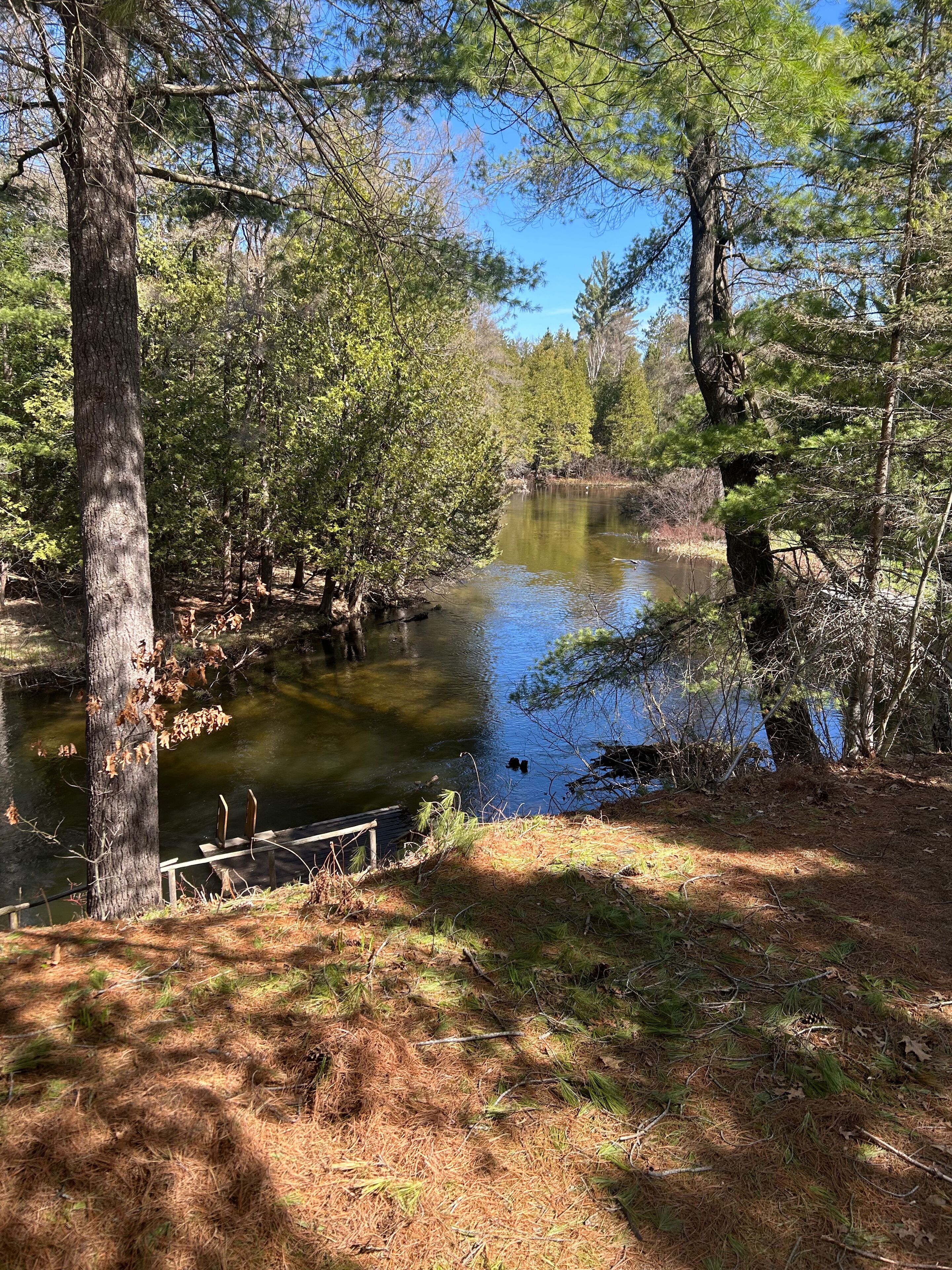 A serene forested area with a calm river, a wooden dock, and a clear sky.