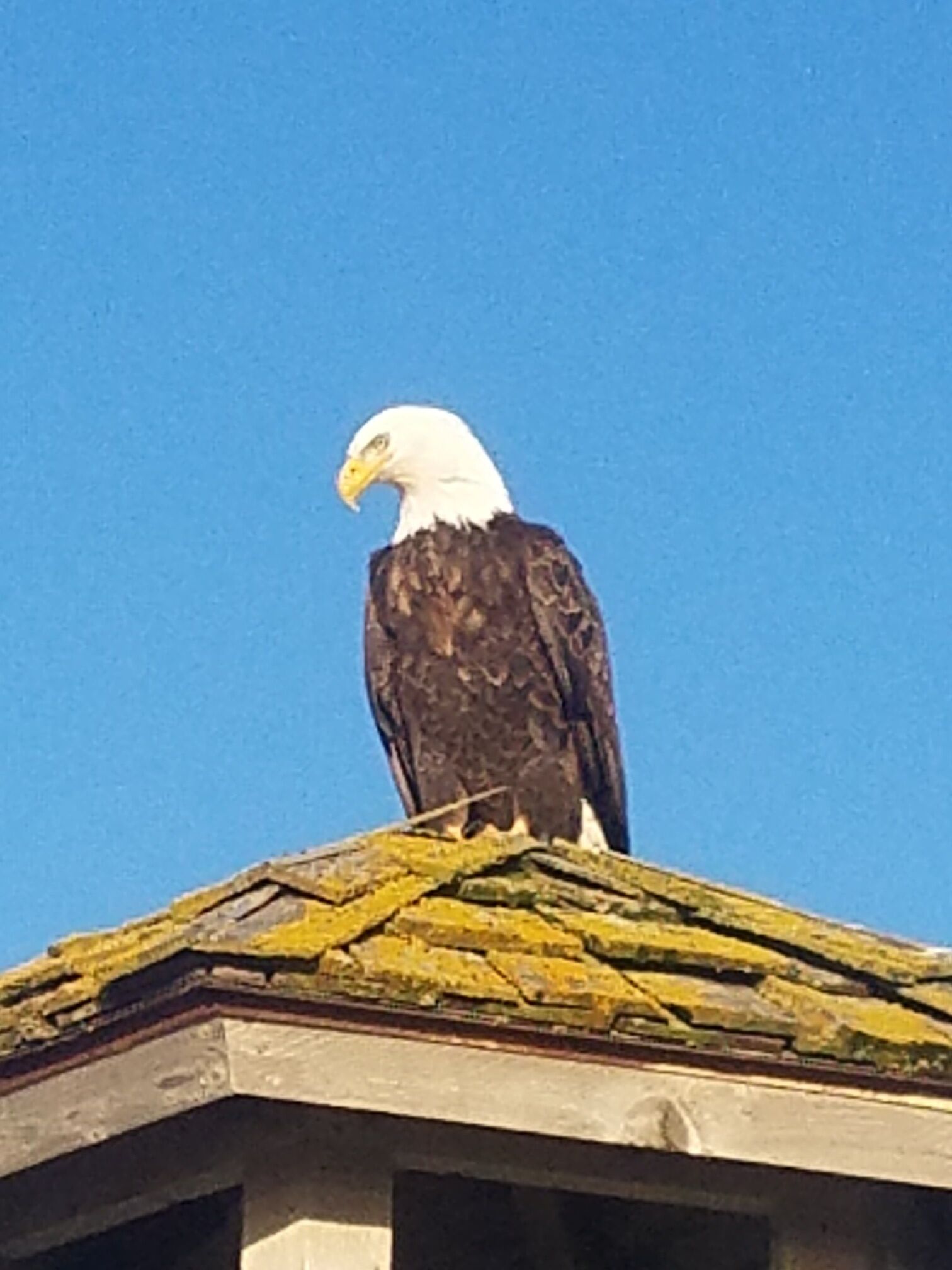 A bald eagle perched on a roof.