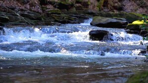 A flowing river with rocks and foliage in the background.