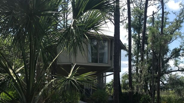 Un sendero de madera conduce a una casa con un ventanal grande, rodeada de altos pinos y una planta de palmera.