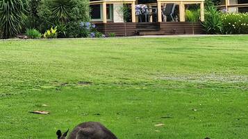 Enjoy the serene atmosphere and expansive lawn, perfect for outdoor activities.