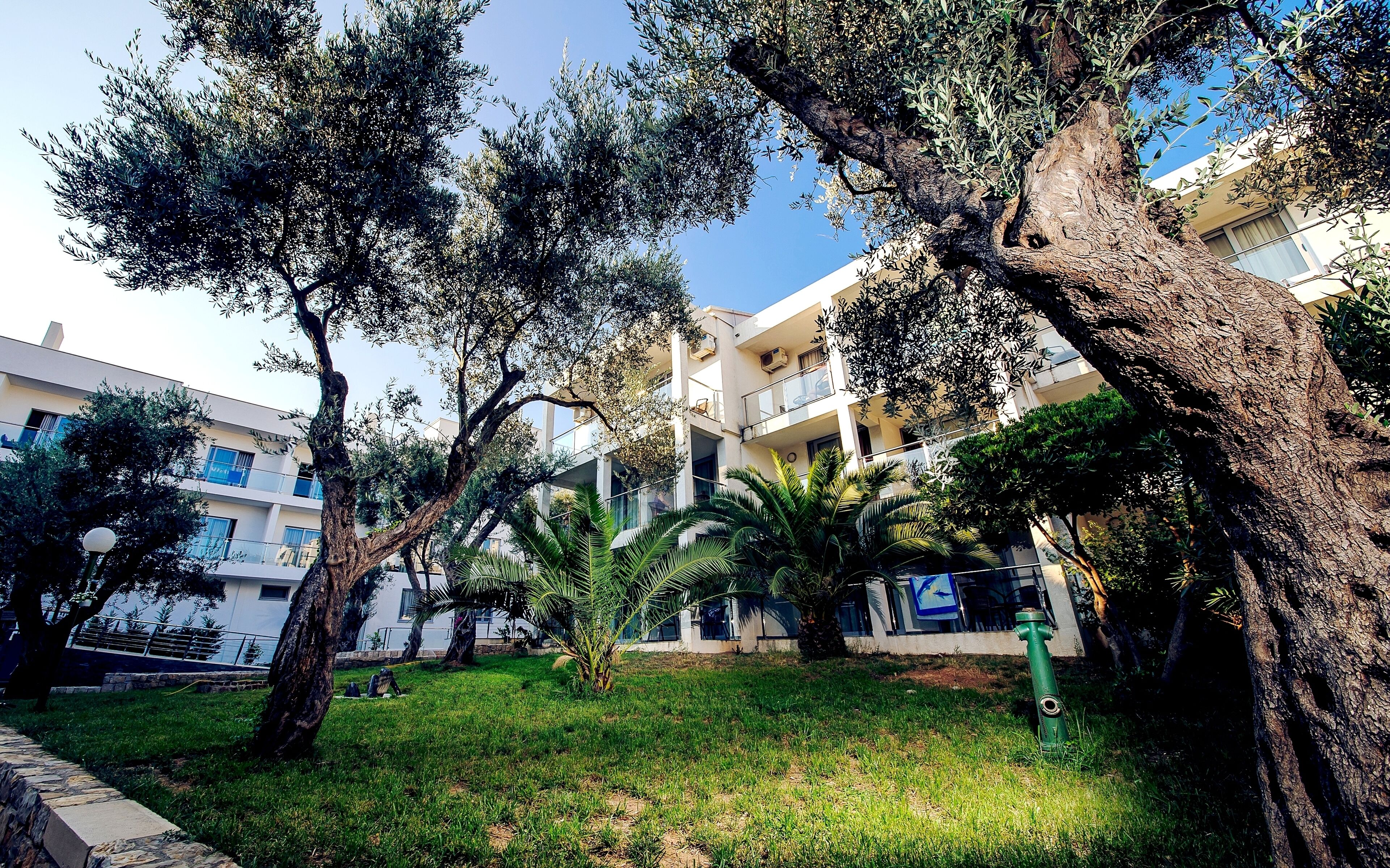 A courtyard with olive trees, a palm tree, and a building with balconies.
